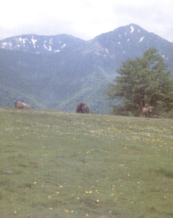 En la collada de Granceno